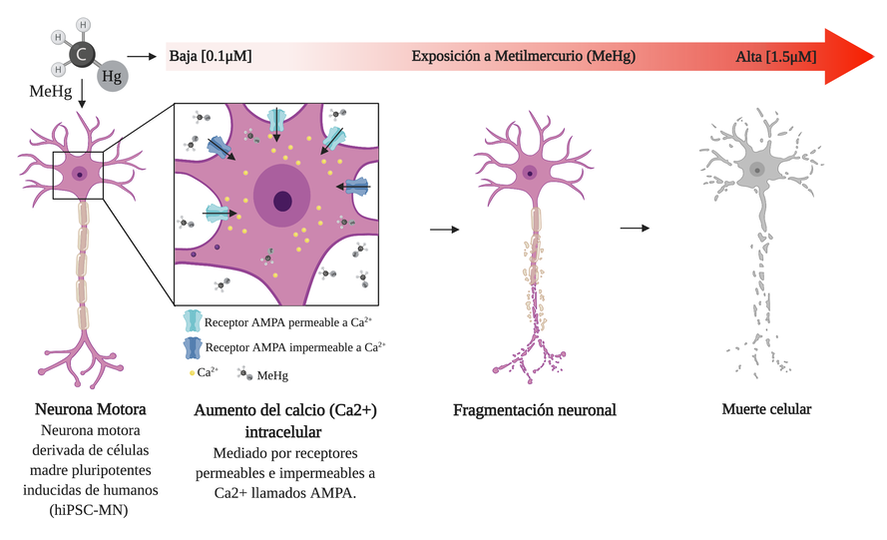  La exposición al metilmercurio conduce a la muerte celular de las neuronas motoras