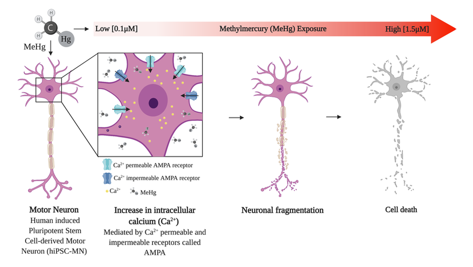 Methylmercury exposure leads to cell death of motor neurons